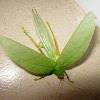 Inflatible Leaf Katydid