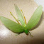 Inflatible Leaf Katydid