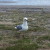 Herring Gull