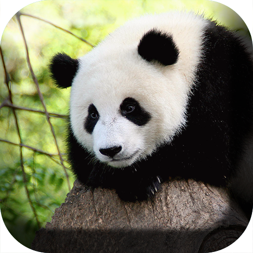 熊貓動態壁紙 個人化 App LOGO-APP開箱王