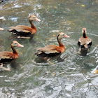 Black-bellied Whistling-duck