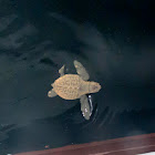 Loggerhead turtle