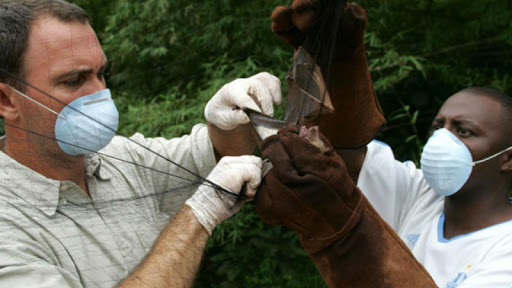 Ebola and Marburg Virus