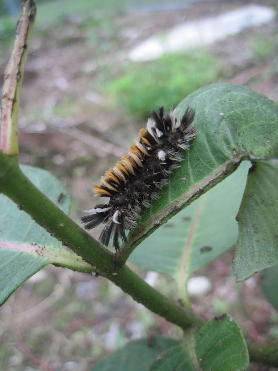 Milkweed Tiger Moth Caterpillar