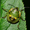 Green Stink Bug Nymph\