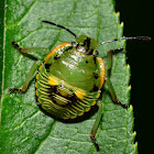 Green Stink Bug Nymph\