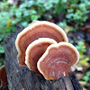 Orange Turkey Tail Fungi