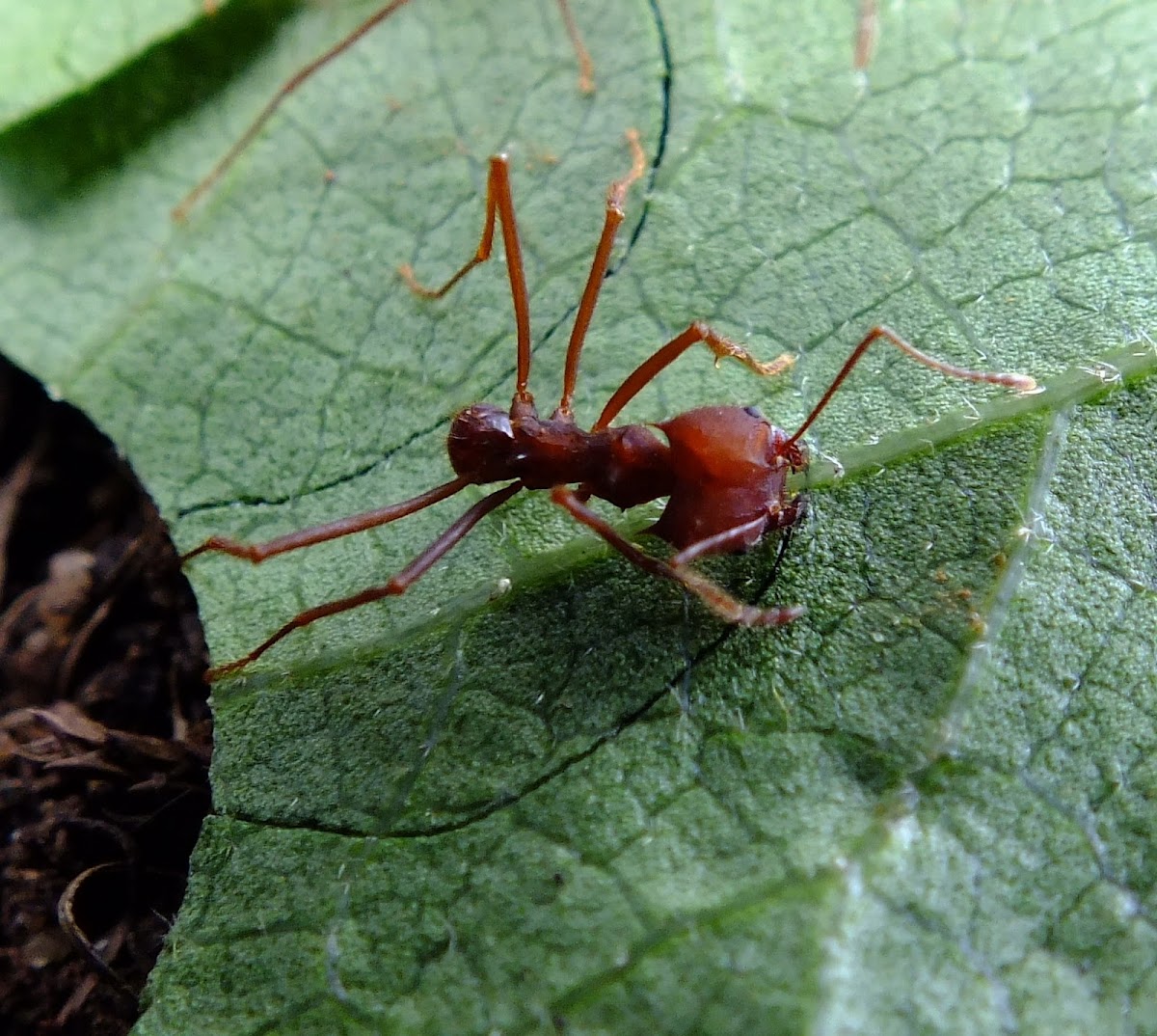 Leaf-cutting ant, Sauva