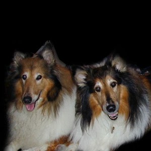 Dog Training Guide logo