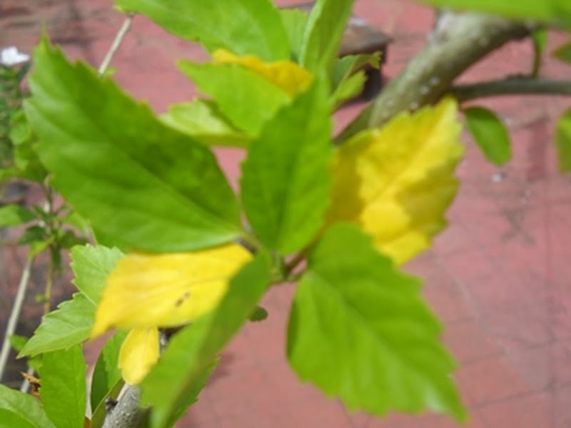 leaves of hibiscus