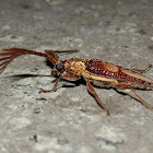 Feather-horned Longicorn - male