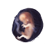 My Pregnancy