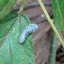 unidentified caterpillar
