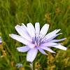 Chicory