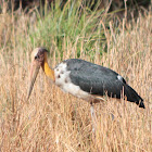 Lesser Adjutant Stork