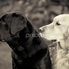 Ebony and Ivory by CLINT HUDSON - Animals - Dogs Portraits