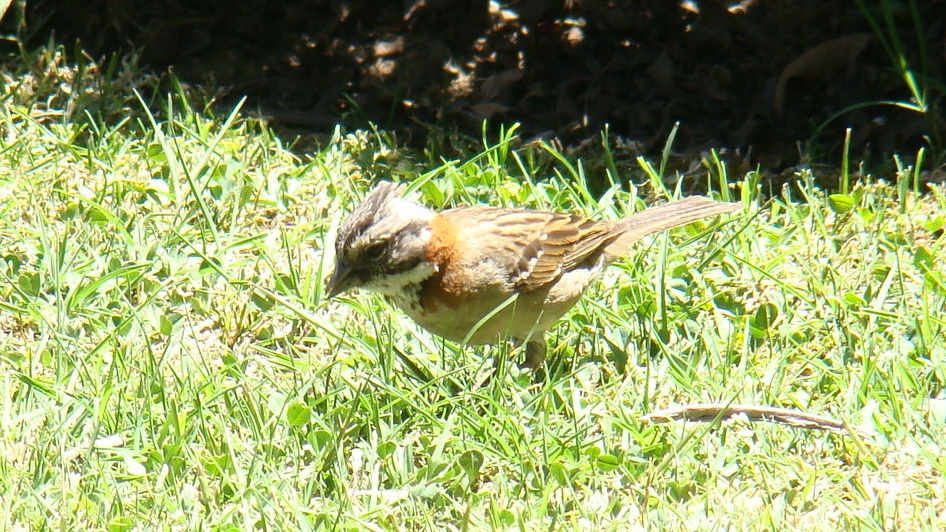 Chincol, Rufous-collared Sparrow
