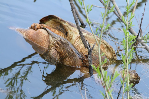 Common Snapping Turtle | Project Noah