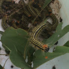 Yellow stripped army worm