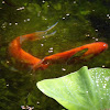 Koi Gold Fish Hybrid