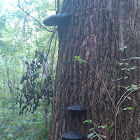 Hoof fungus