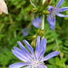 Common Chicory