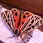 Virgin tiger moth