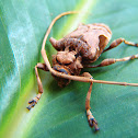 Long-horn Beetle