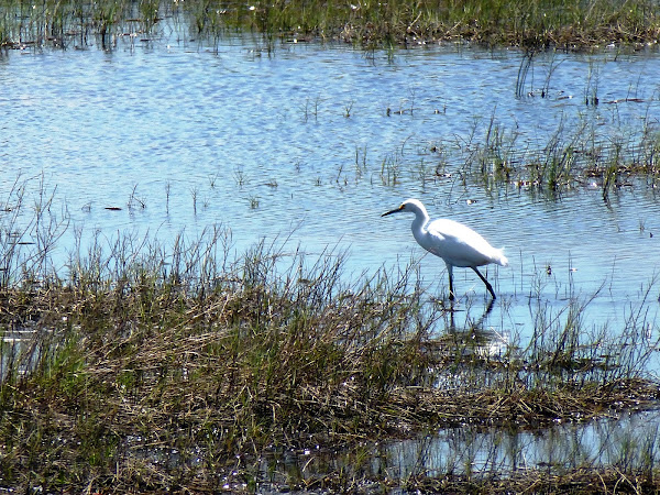 Snowy Egret | Project Noah