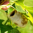 Silk moth cocoon