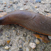 Black Slug