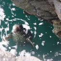 Harbour seal