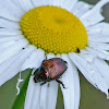 False Japanese Beetle