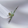 Garden spider