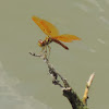 Eastern Amberwing Dragonfly (male)