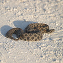 Pygmy Rattle Snake