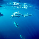 Spinner Dolphins