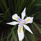 African iris