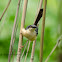 Plain Prinia