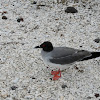 Swallow-tailed Gull 