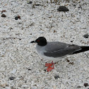 Swallow-tailed Gull 