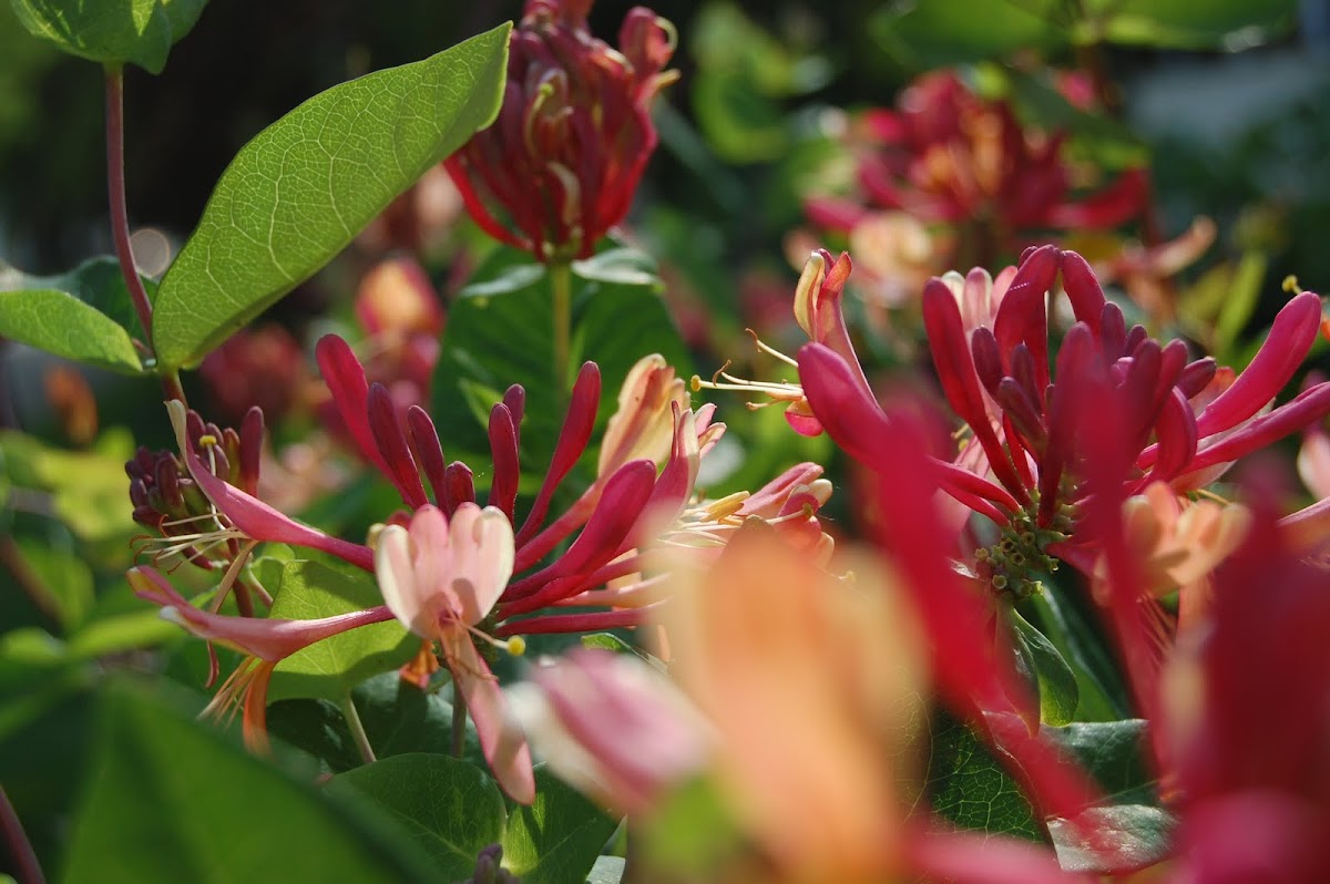 Goldflame Honeysuckle Project Noah