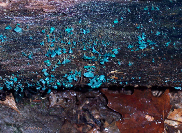 Tuquoise Stain fungus