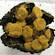 powdery mushroom on blackened Russula