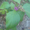 American beautyberry