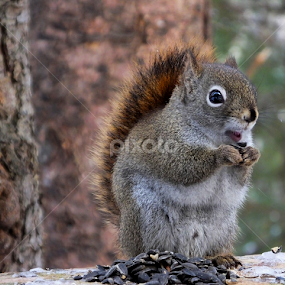 by Christiane Ouellet - Animals Other