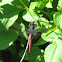 Dragonfly: Crimson-tailed marsh hawk
