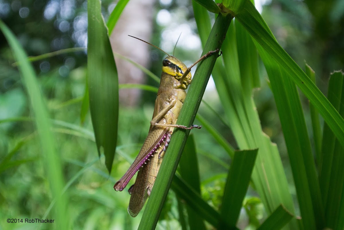 Casava Grasshopper
