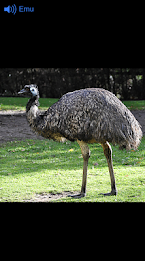 Australian Animals by meesai poster 2