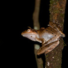 Dark Eared Tree Frog